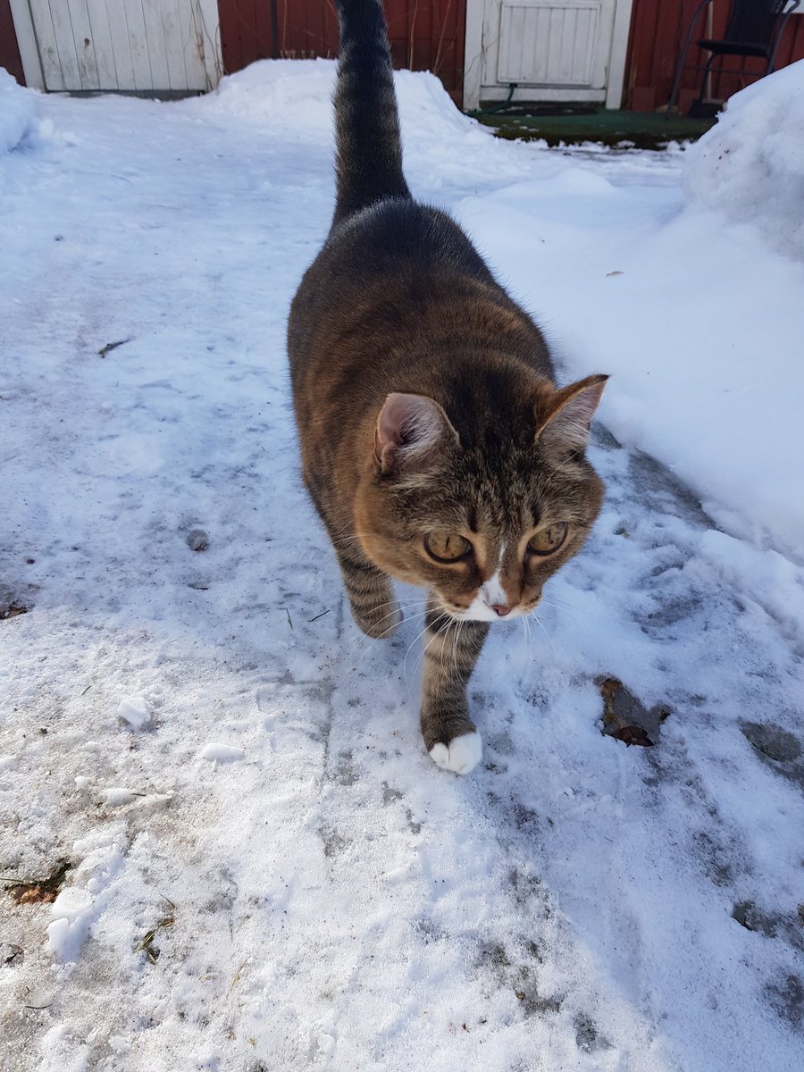 MarkettaVainio's tweet photo. @TiinaRipatti No miekin tarviin tuommosen, ko tuolta lähtee nyt  karvoja ihan mahottomasti https://t.co/rAruUe7XHu