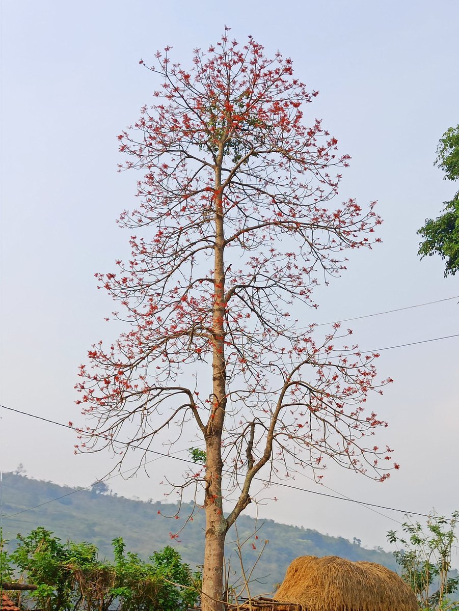 Firmiana colorata (Roxb.) R.Br., Malvaceae in full bloom. #flora, #summerbloom
#indianflora