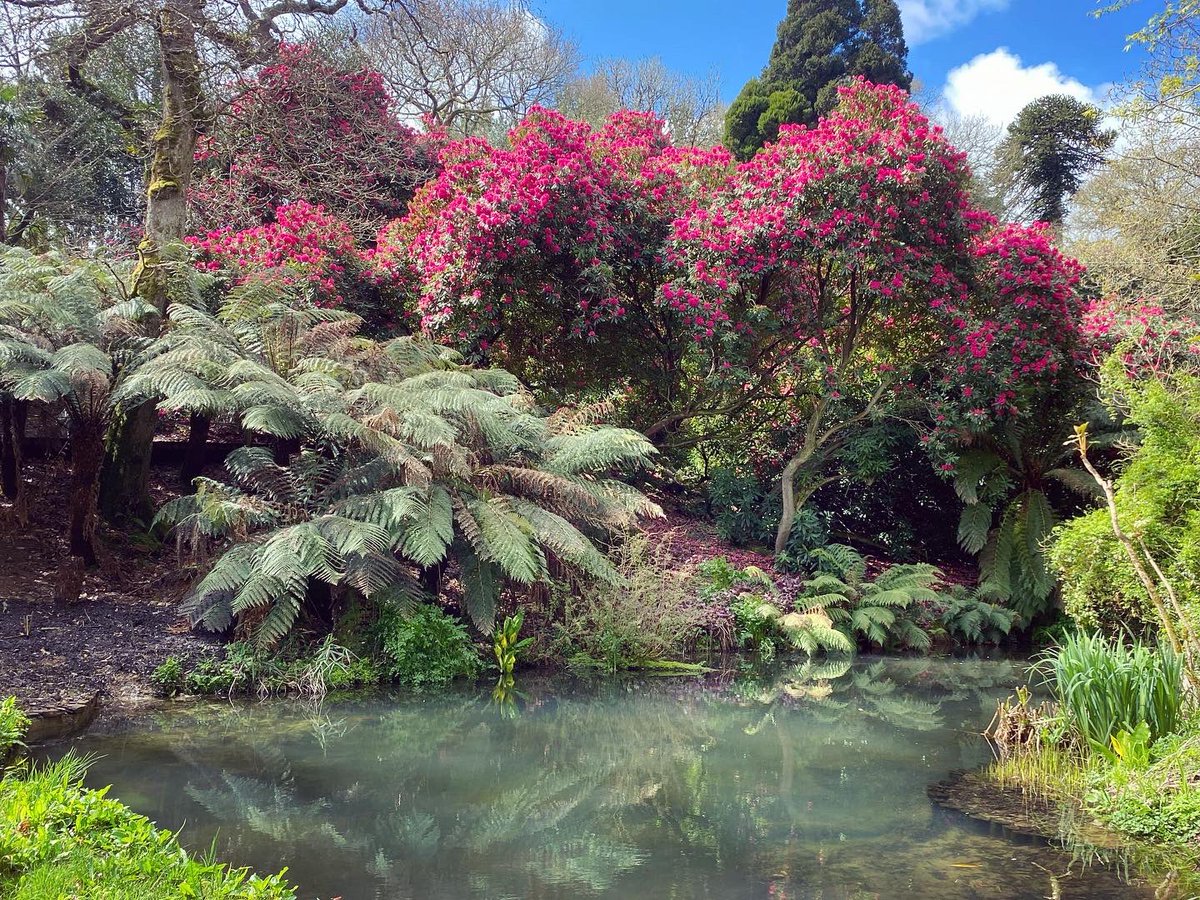 AmeliaGregory's tweet photo. The rhododendrons are out in Heligan! And I know they are invasive f**kers but they are also super gorgeous in this magical gulley.
.
#heligan #gardensofheligan #gardenofheligan #cornwall #rhododendron #rhododendrons #tropicalplants #mountainvegetation #ethnobotany https://t.co/JLmNJhuFpQ