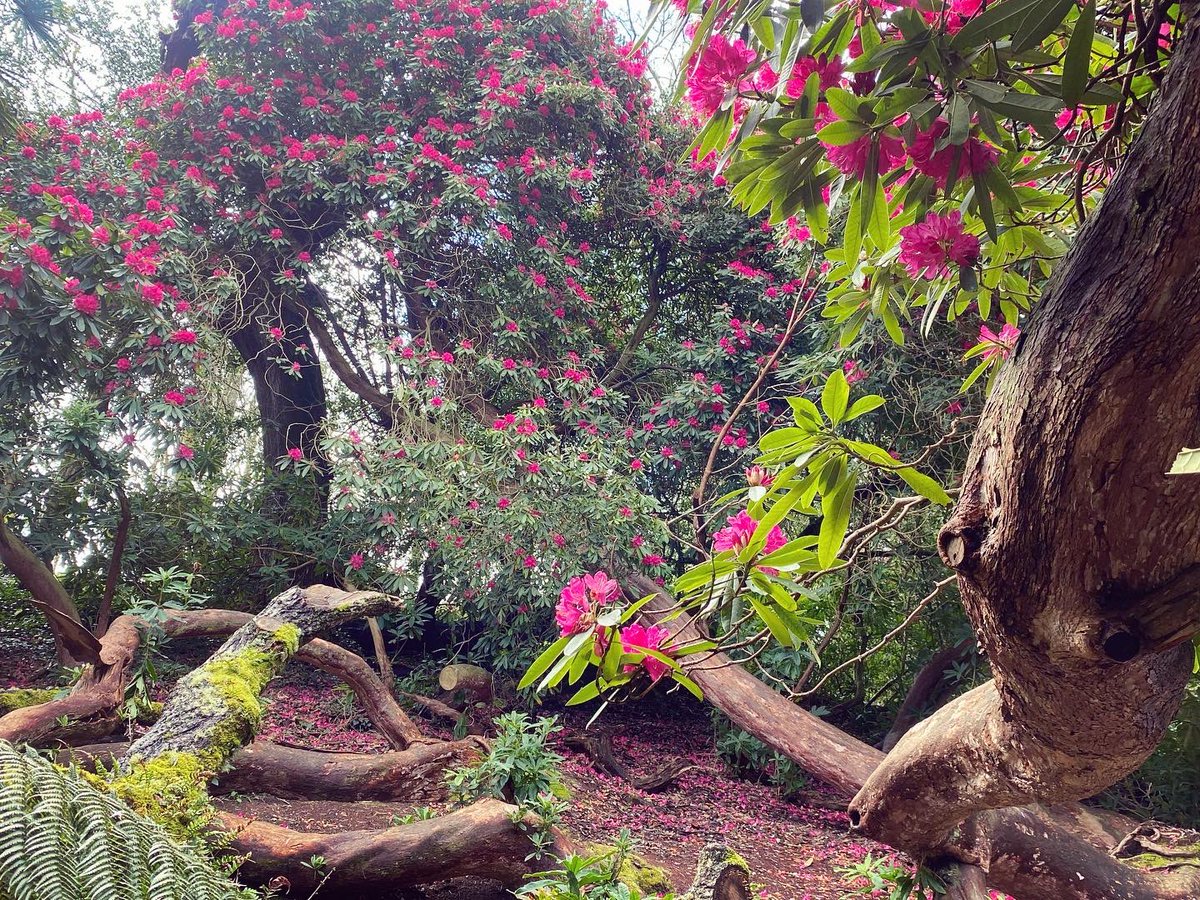 AmeliaGregory's tweet photo. More rhododendrons in the Lost Gardens of Heligan.
#heligan #gardensofheligan #gardenofheligan #cornwall #rhododendron #rhododendrons #ethnobotany #ethnobotanist #universityofkent #fieldtrip #botany #loveplants #botanical #botanicalgarden #botanicalgardens #gardendesign https://t.co/e4gTWY2k6H