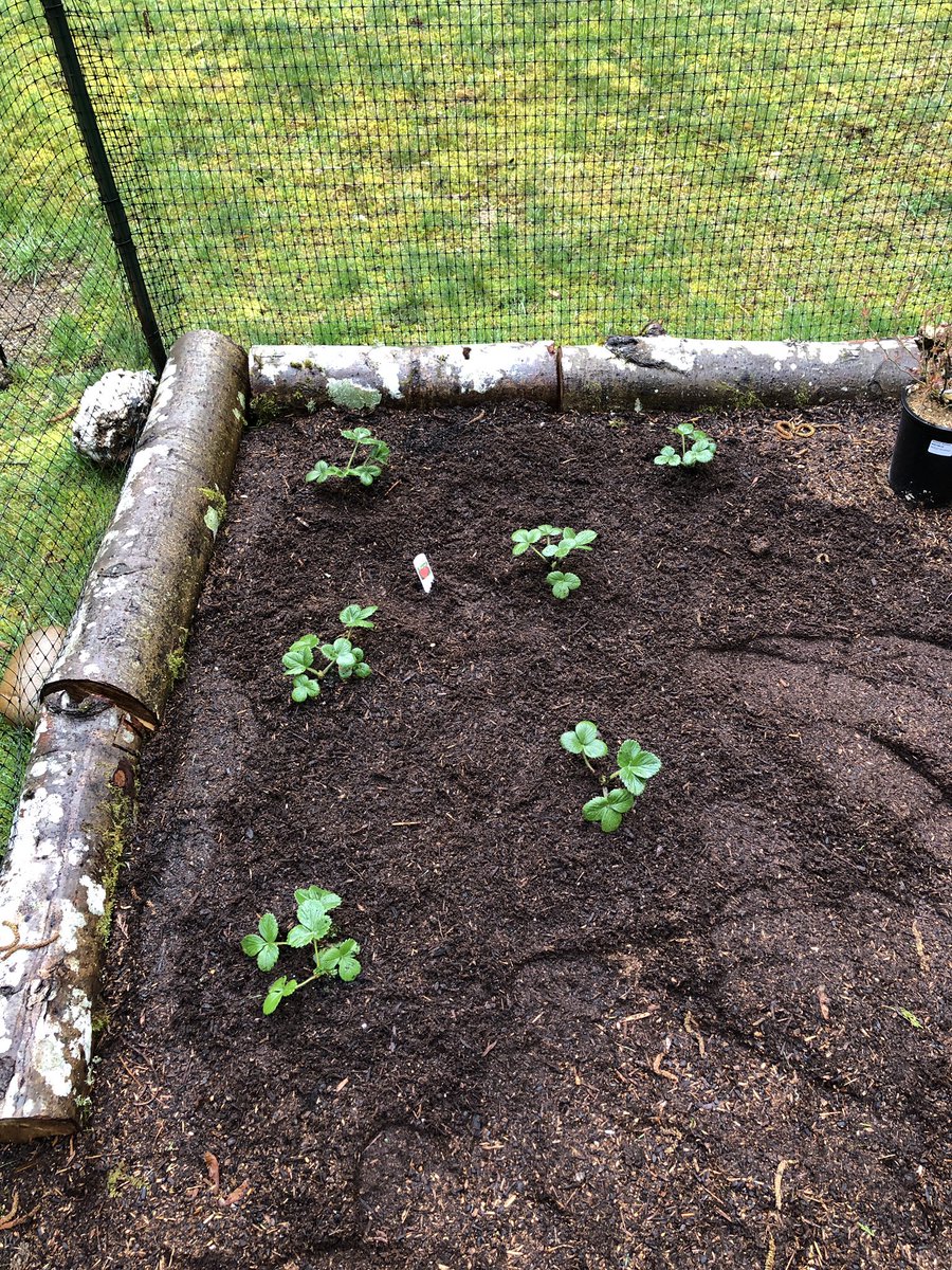 The garden has its first plants: strawberries, thyme, rosemary and blueberries. They can survive the 39 degree nights. #beHappy #sunPlease