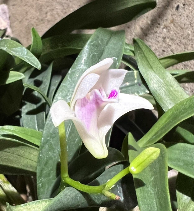 昼間まだ蕾だった着生ランが開花した!!めっちゃくちゃ可愛い!!キンギアナムの原種 