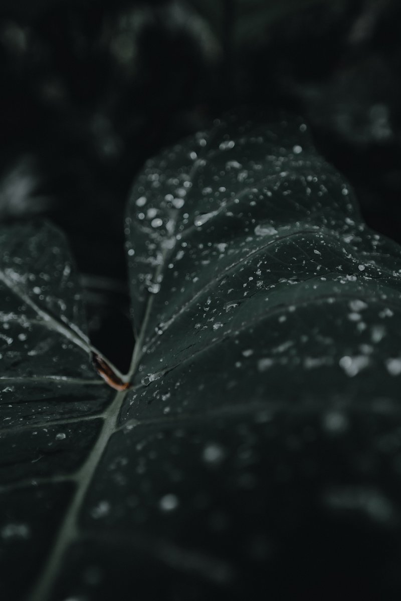 denbych's tweet photo. Jungle!

More of my work: https://t.co/lUF5gt3GAK https://t.co/cqvkf5wVvV