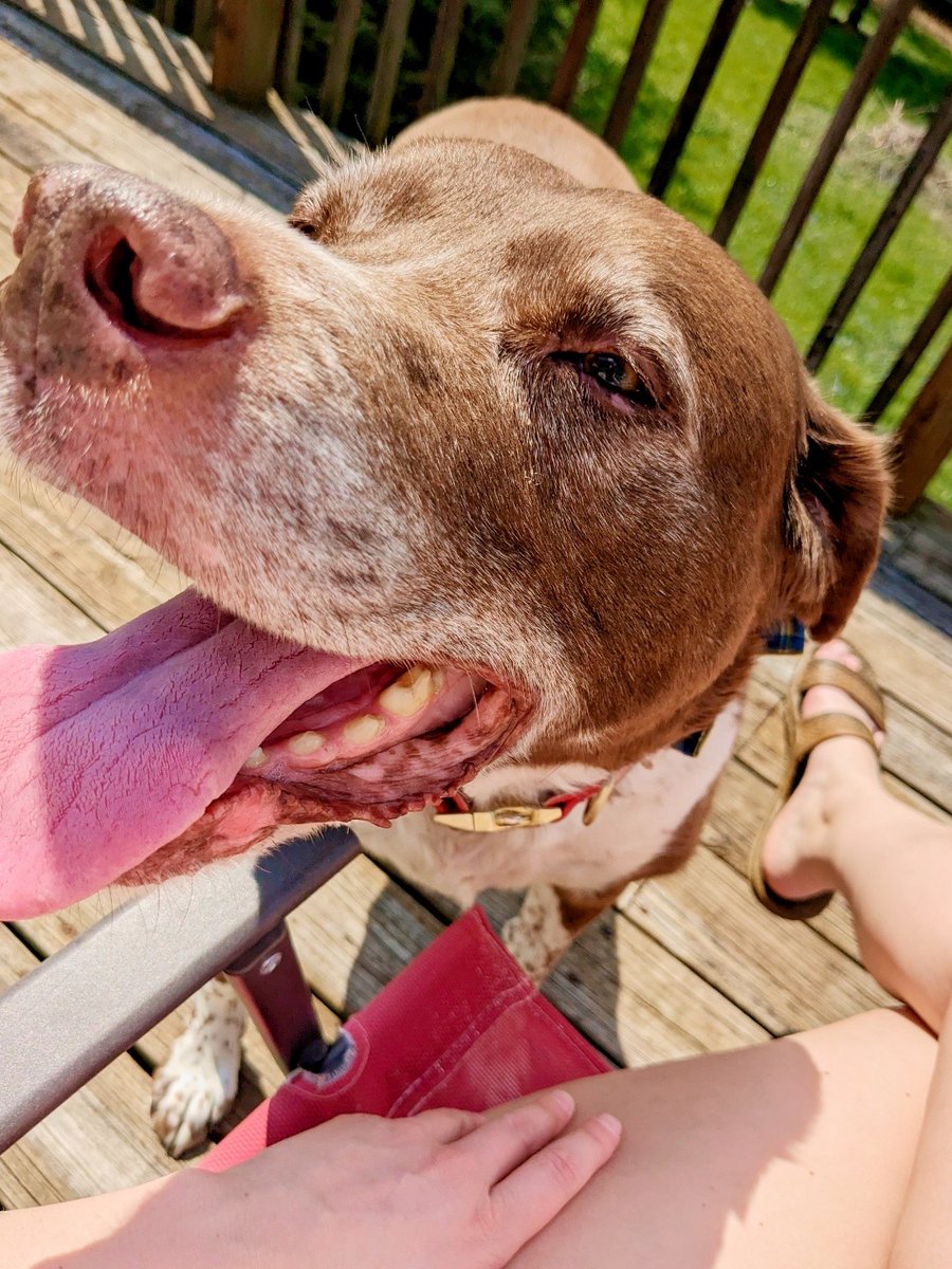 KaraDylanO's tweet photo. ☀️☀️☀️
#DogsofTwittter https://t.co/AYyits8DPb