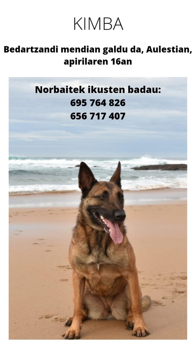 pauleporti's tweet photo. Kimba Bedartzandi mendian galdu da. Eguerditik ez da agertzen. Zabaltzea eskertuko deutsuegu! https://t.co/XvzRO9vcWg