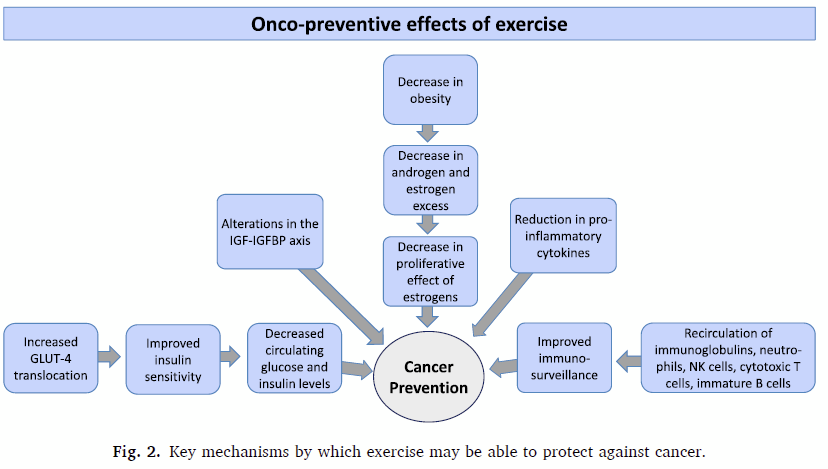 Exercise benefits take many different paths. They all lead to the same outcome- significantly reduced risk for cancer. reader.elsevier.com/reader/sd/pii/…