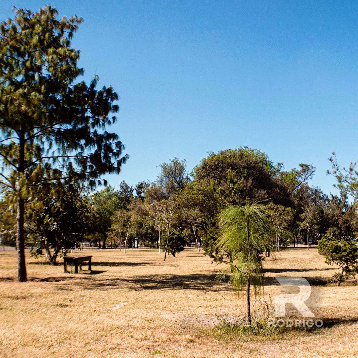 ¿Se te antoja un día de campo? Pues aquí en el Parque Metropolitano podrás hacerlo y disfrutar de un momento increíble con tu familia. Conoce el lago y las diferentes actividades que aquí podrás realizar. #Zapopan #LaCiudadDeLasNiñasYNiños #ParqueMetropolitano