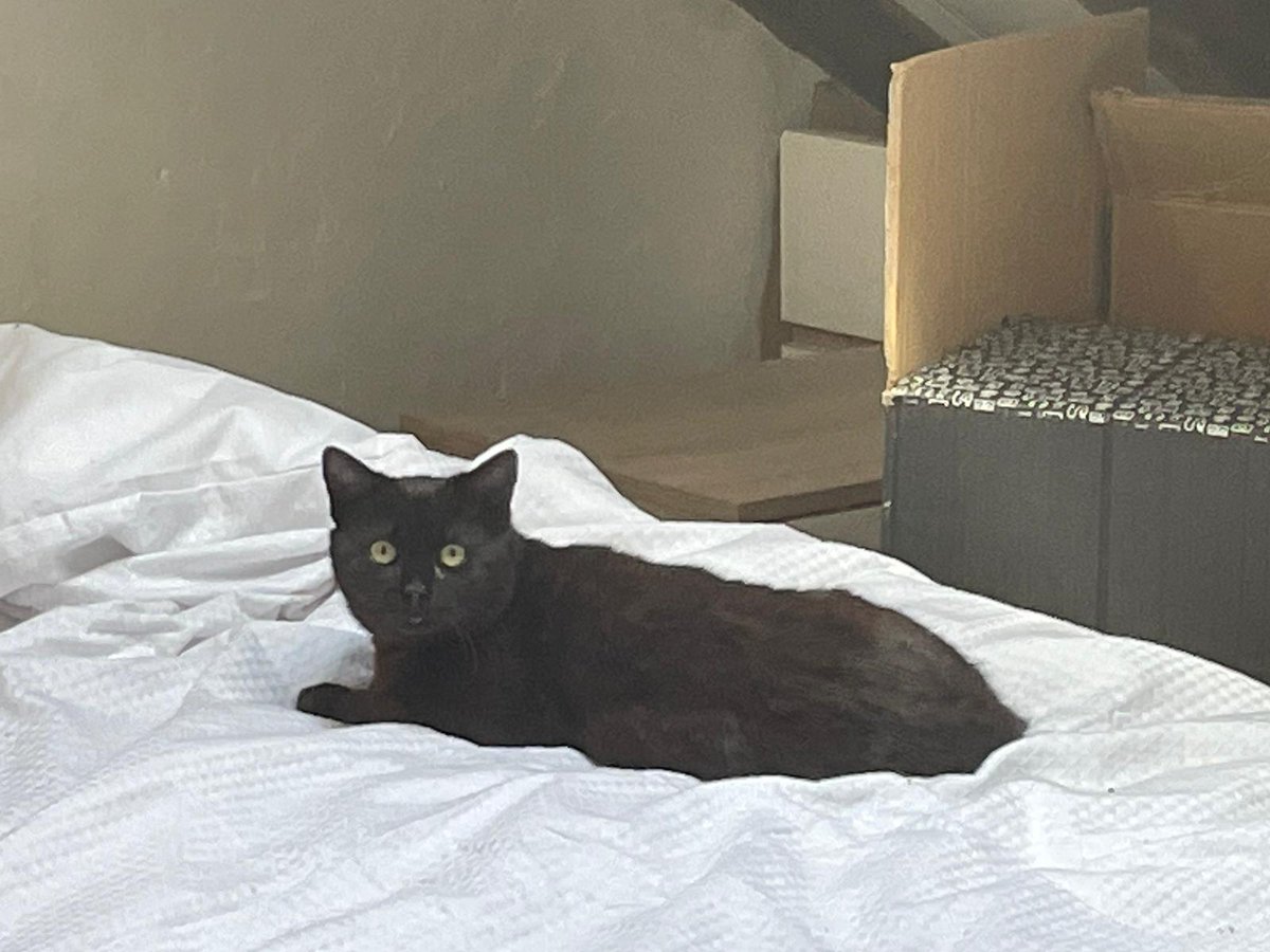 Cuatro Huellas tweet media