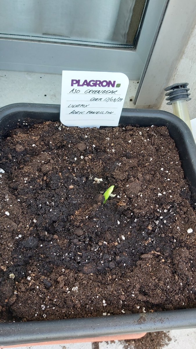 AdrycManellson's tweet photo. Inicia la temporada #OutDor en #AdrycsCove Verde Mundo, con #SativaDream y #KriticalK de @KannabiaSeeds junto a un #Ajo #GenéticaPropia de #GreenBear, @ISAACRIOJA1, en #Sust #LightMix @PlagronAruba powered by @DPlantasur.
Alegría pues y Weed Tarde Amig@s, las iremos viendo..🧚♂️😎 https://t.co/2A9GdPpBJE