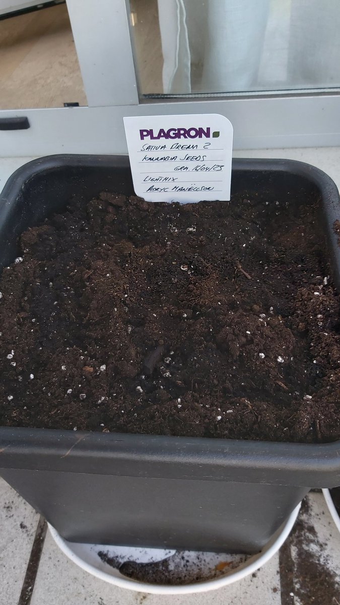 AdrycManellson's tweet photo. Inicia la temporada #OutDor en #AdrycsCove Verde Mundo, con #SativaDream y #KriticalK de @KannabiaSeeds junto a un #Ajo #GenéticaPropia de #GreenBear, @ISAACRIOJA1, en #Sust #LightMix @PlagronAruba powered by @DPlantasur.
Alegría pues y Weed Tarde Amig@s, las iremos viendo..🧚♂️😎 https://t.co/2A9GdPpBJE