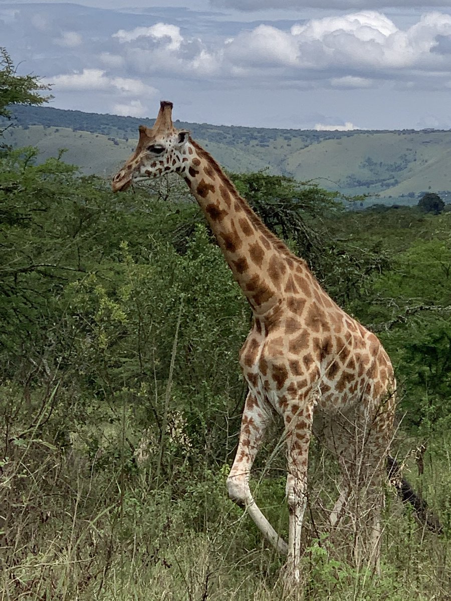 Uganda has incredible landscapes and biodiversity. For a few days, after Easter, I set off to discover Lake Mburo and Queen Elizabeth National Parks. The least I can say is that I was not disappointed with the trip. 

#ExploreUganda 
#ExploreTheWest
#LakeMburoNationalPark