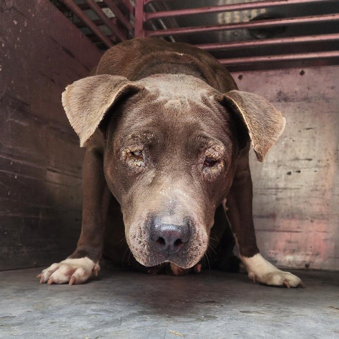 psychicwhisper3's tweet photo. 🆘🟧CERVERA💔Can Die Anytime Now‼️
Can Someone Help VLow #Pledges 
🏥Her Eyes👁️Need Treating😭
Please Help Her 🏃‍♀️She Would Make
A Wonderful Companion❤️
She Is With📧rescue@pvastx.org 💥
Plz #Pledge #RT #RESQ #FOSTER 
🆘🛟 ASAP #DontWAIT 🏃‍♀️😢
#Pledge To Get Her The #MedCare Needed https://t.co/n5Fe3llFqD