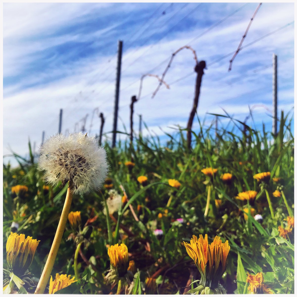 moecklis's tweet photo. Frühling 😊 

#fruehling #spring #traubensaft #grapejuice #alkoholfrei #sober #noalcoholneeded #vegan #wein #wine #wineandfood #winelovers #vineyard #pfalz #speisebegleitung #foodpairing #genuss #healthy #landau https://t.co/ZeyJnamSHq