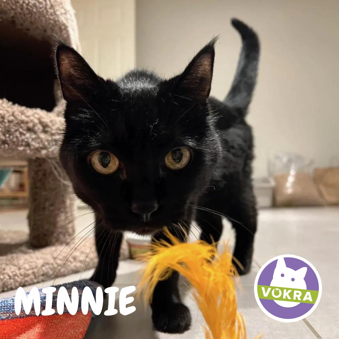 VOKRA - Vancouver Orphan Kitten Rescue Association tweet media