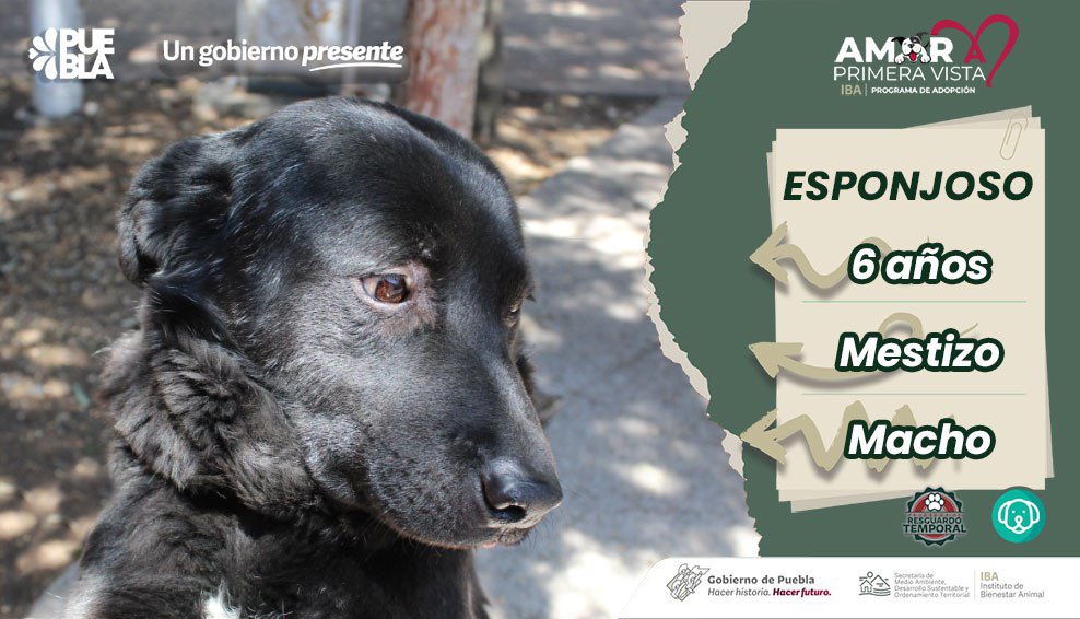 IBAGobPue's tweet image. Como cada #MartesCiudadano, ven y conoce a nuestros hermosos adoptables. En esta ocasión nos acompañarán #Esponjoso y #Helga, ellos esperan un hogar responsable donde les den mucha atención y cuidados. 🐶✅
#AdopciónResponsable
#AmorAPrimeraVista