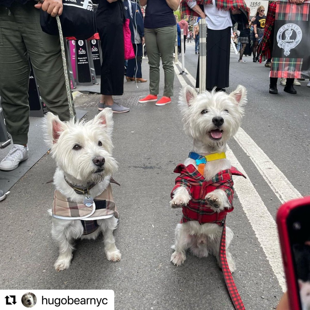 Celebrating my Scottish heritage 😍🐾 I got to meet so many Westies and other doggos, it was fantastic!! My humans were lucky that @nyctartanweek happened right after we arrived to New York 😅❤️