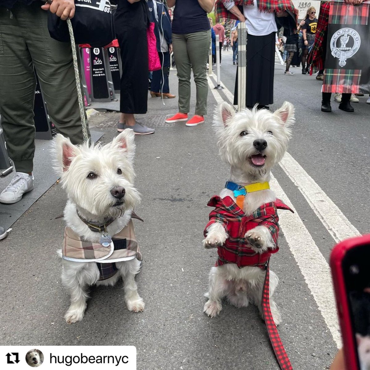 Sami the Westie (@westievibes) on Twitter photo Celebrating my Scottish heritage ππΎ I got to meet so many Westies and other doggos, it was fantastic!! My humans were lucky that <a href="/nyctartanweek/">NYCTartanWeek</a> happened right after we arrived to New York π
β€οΈ Celebrating my Scottish heritage ππΎ I got to meet so many Westies and other doggos, it was fantastic!! My humans were lucky that <a href="/nyctartanweek/">NYCTartanWeek</a> happened right after we arrived to New York π
β€οΈ