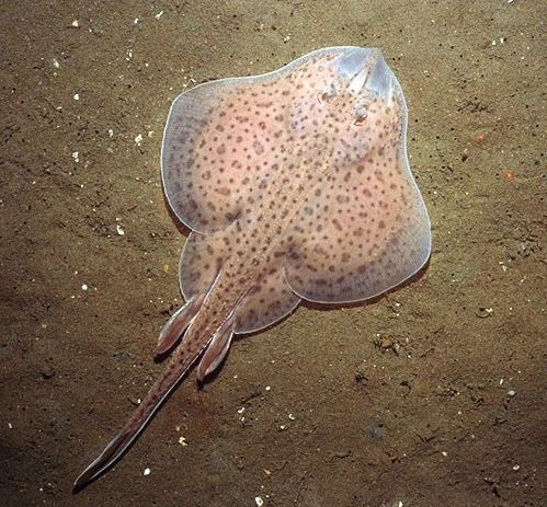 Yeni bir araştırma, Leucoraja erinacea'ların kanat benzeri yüzgeçlerinin nasıl evrildiğine ışık tutuyor. Makaleye aşağıdaki linkten erişebilirsiniz.

nature.com/articles/s4158…

#bilim #biyoteknoloji