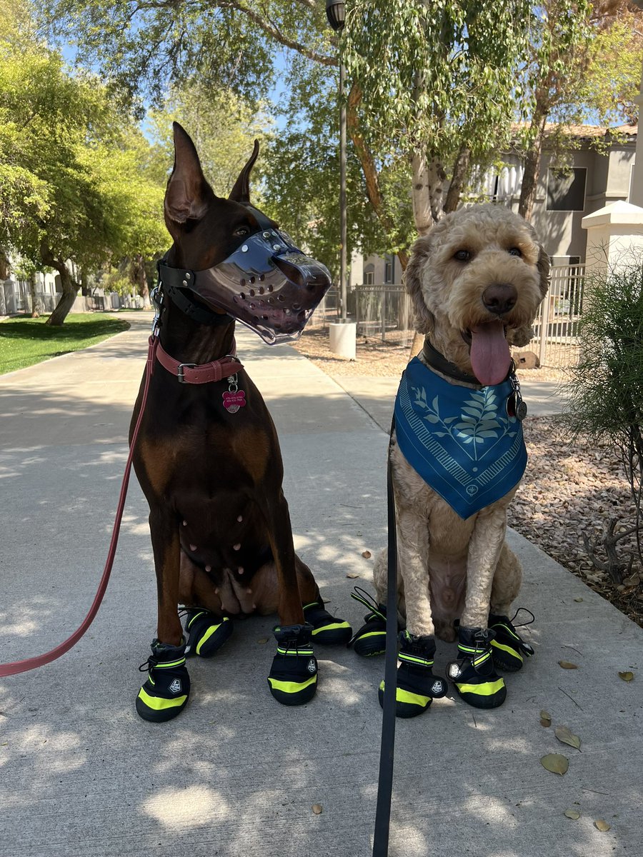 Plebe_Jorge's tweet photo. Let me show off my beautiful kids with their lemon pepper steppers https://t.co/gPWr5eET1b