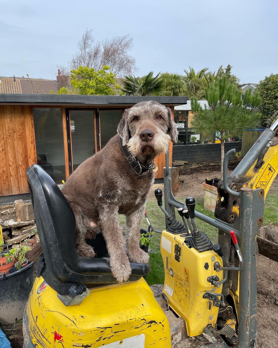 denyofiniquity's tweet image. Roobarb wanted to help with the mini digger but he didn’t have a hard hat that fitted so had to go back to supervising instead @dog_rates #dogs #dog  #diggingdog #cheaplabour #labradoodle #idiotdog #weratedogs