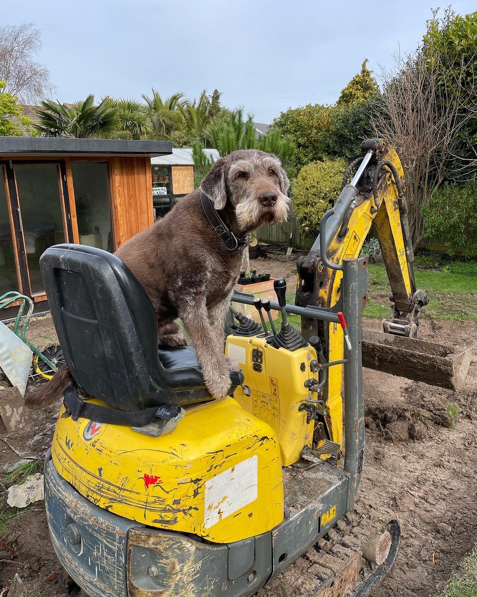 denyofiniquity's tweet image. Roobarb wanted to help with the mini digger but he didn’t have a hard hat that fitted so had to go back to supervising instead @dog_rates #dogs #dog  #diggingdog #cheaplabour #labradoodle #idiotdog #weratedogs