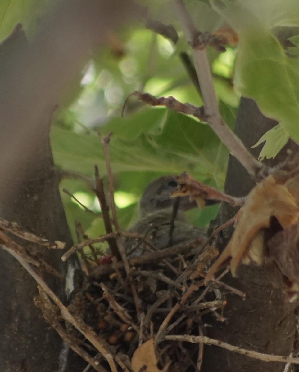 somosmicoris's tweet photo. 🪹Ciencia ciudadana 🪹

🙌 En febrero participamos en el  SACIN (Seguimiento de aves comunes de invierno) de @SEO_BirdLife , y esta vez nos hemos animado a hacer el censo de nidos de Avión común. https://t.co/LjmZUD0RXc