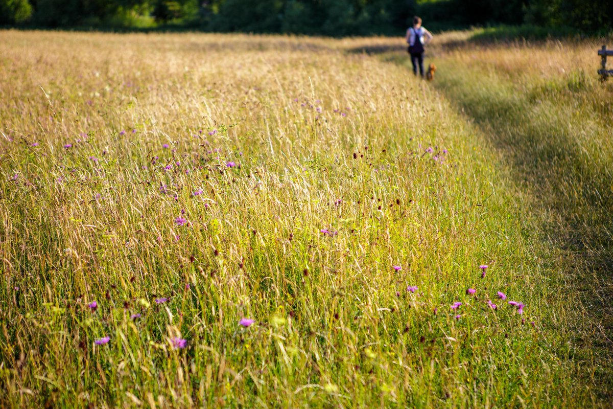 Long Mead tweet media