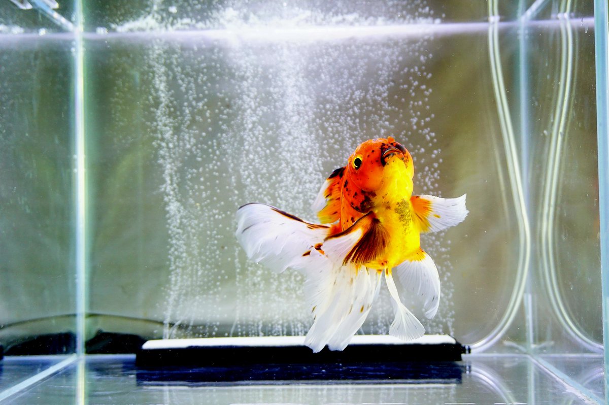 The dancing goldfish #cute #sonya5100 #watertank #water #かわいい #fish #aquarium #水族館 #金魚水槽 #photography  #love #underwater #underwaterworld #金魚のいる暮らし #金魚好きさんと繋がりたい #Cute