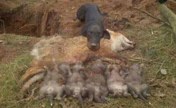 lustjagers's tweet photo. RETWEET !!! ALARM !!! Vossen hebben nu jongen. Ook in ons land worden nu diverse vossenhaters actief om zoveel mogelijk vossen (concurrenten) op gruwelijke wijze te elimineren . Wees op je hoede, maak foto's, noteer kentekens en geef het aan ! Dit MOET stoppen ! #TeamVos https://t.co/lMzdkj79kA