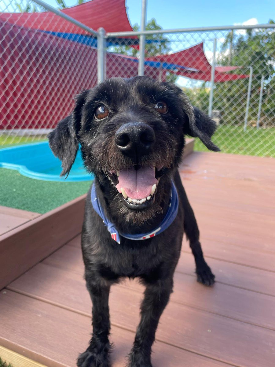 TheSatoProject's tweet photo. Luigi is the most loving adoptable senior dog you will ever come across. He is 25 lbs, about 8-10 years old. Shy at first, but once he feels comfortable, he is constantly looking for love. 👉Tap the link in the bio to learn more. #satostrong #seniordog #adoptdontshop #newyork https://t.co/RKStruKy6T