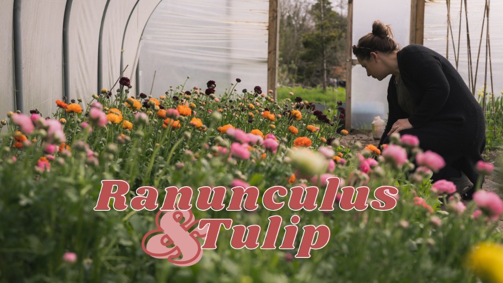 Have a look at some of the gorge spring flowers we are growing 💗
youtu.be/G8Lcln01TZw