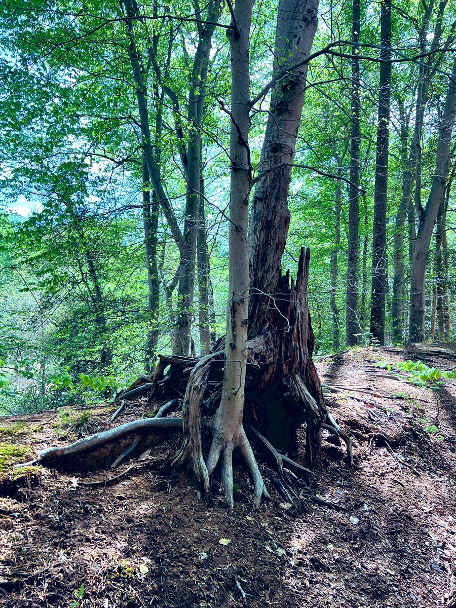 BethTerrence's tweet photo. Feels like this could very likely be a #gnome home! Definitely feeling a lot of elemental energy abounding in the woods today! #magical #forest #trees #nature #hiking #SundayFunday #selfcare #spirits #glendening #naturepreserve #jugbay https://t.co/GbuiL6Wd7I