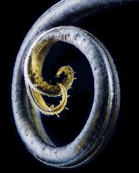 microscopic images. on Twitter: