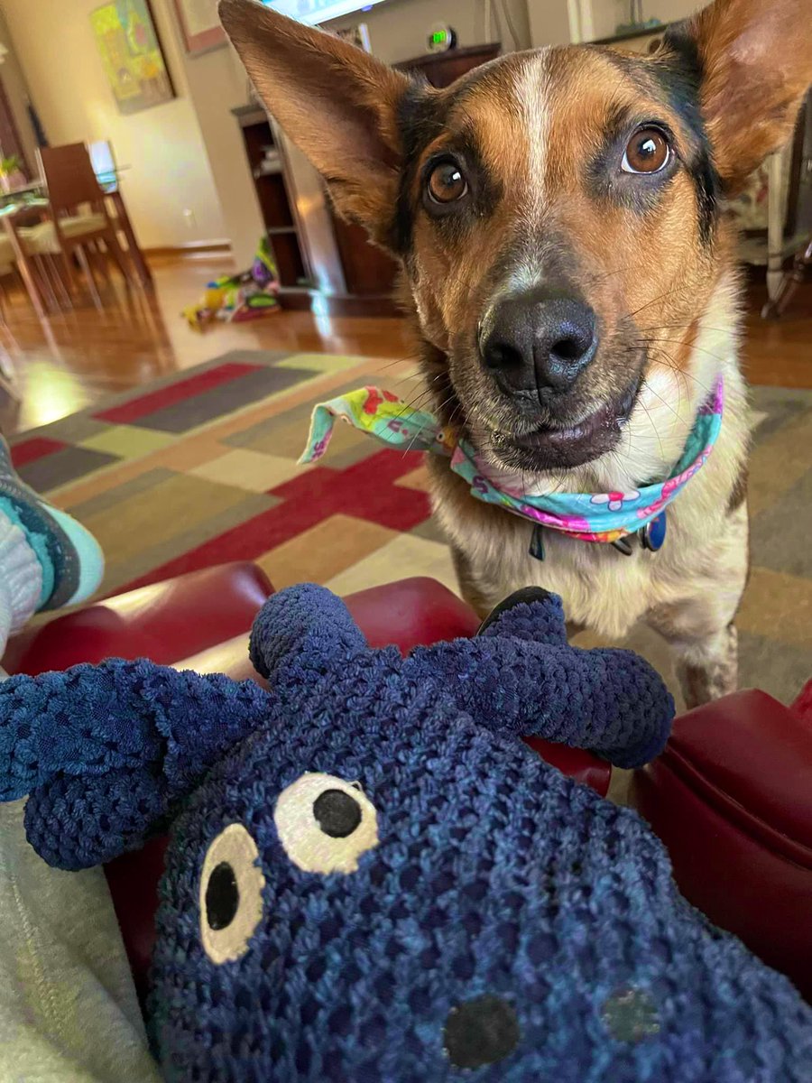 Day 16 “Starts With O” Hooowl My OCTOPUS! Now who wants to play Twister with Octopus? Watch out for Zombies? #PhotoChallenge2023April #OrthodoxEaster #NationalLibrarianDay #dogsoftwitter #CatsOfTwitter #BirdsOfTwitter #ZSHQ #sundayvibes
