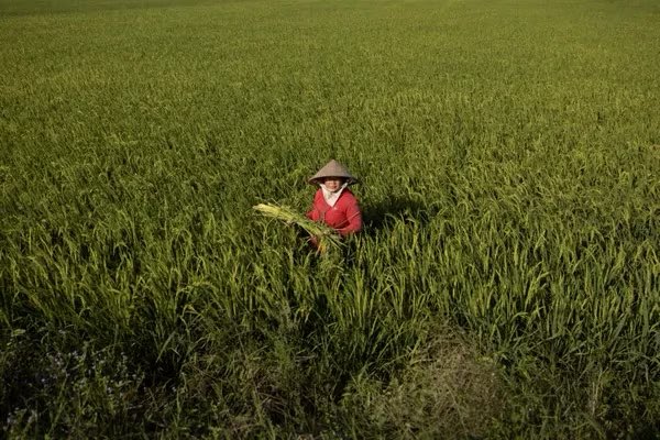 DougSaunders's tweet photo. I spent a few weeks in the Mekong Delta with photographer Goran Tomasevic to document the climate migration paradox: Although climate damage forces millions to find new livelihoods elsewhere, climate change also sharply reduces the ability to migrate 

https://t.co/qtqcIpctTi https://t.co/pRbMJWGKkR