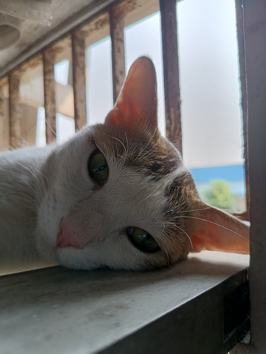 ReesoomP's tweet photo. @oishani I hope things are better. Here is a picture of Uno melting in the heat. https://t.co/9ZaK2oc60j