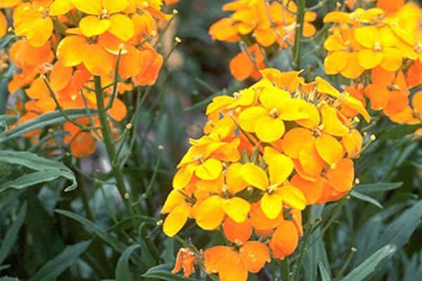 factaboutbees's tweet photo. How to Plant a Bee-Friendly Garden: 21 Types of #Plants and #Shrubs to Attract #Bees https://t.co/GNqOkLnGE8 
#beekeeping 🐝🐝🐝🐝🌻🌿🌾🌳 https://t.co/w9ZnRUbnmK