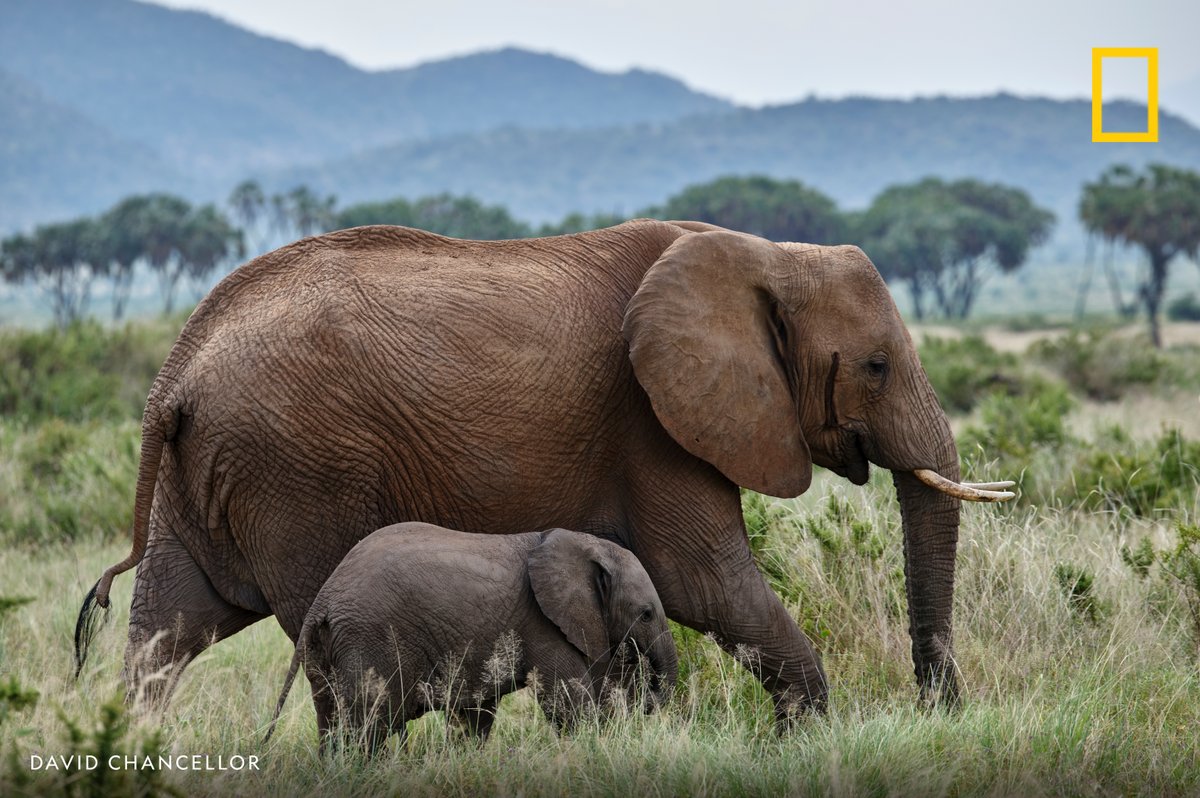An elephant calf walks alongside its mother in this archival image from Kenya's Sera Conservancy

#SaveTheElephantDay 🐘