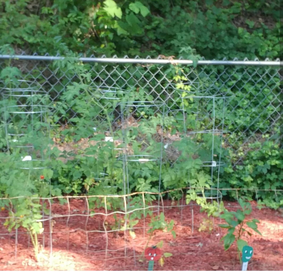 Snickerdoo2's tweet photo. #OneGreenStep #Sweepstakes @garnierUSA Home grown veggies! Fresh, organic and super tasty! https://t.co/LBylfJj66V