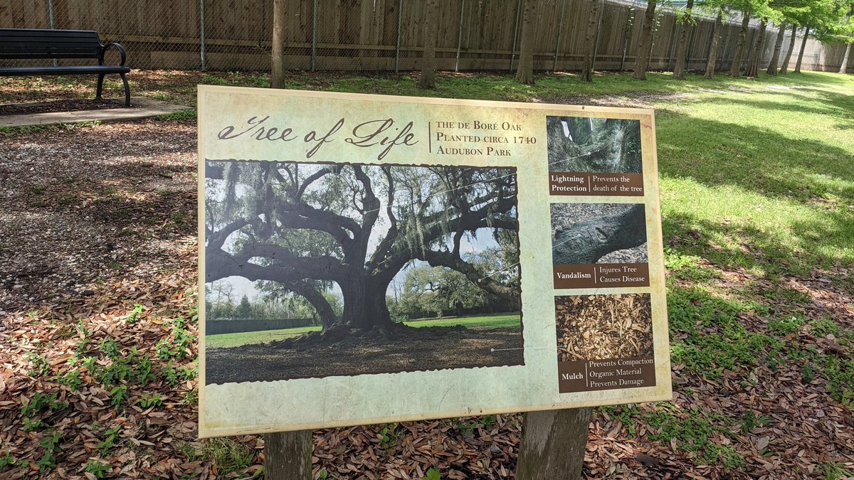 Exploring the Tree of Life, an oak planted in 1740 in NOLA 🌳 #PAA2023