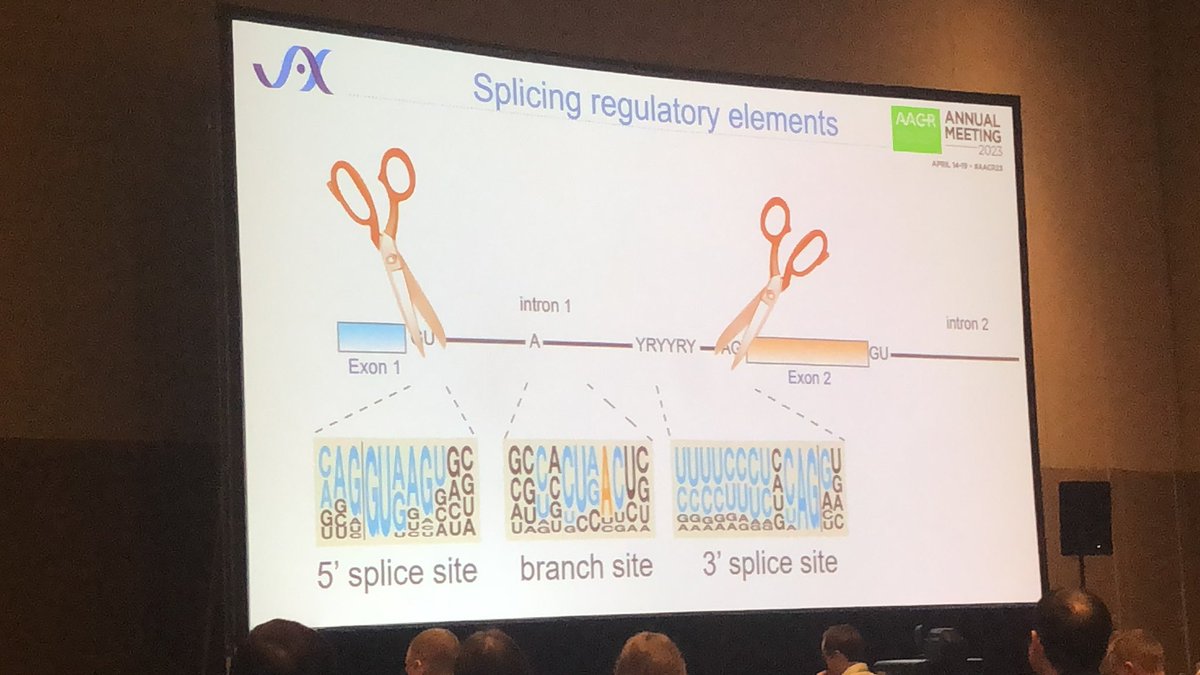 markgenome's tweet photo. Genes are transcribed to pre-mRNAs, not the final product. RNA splicing disruptions are now implicated in cancer, and @OlgaAnczukow of @jacksonlab researches the mechanisms involved. She is chairing a major symposium and presenting her work at #AACR23. @JAXcancercenter https://t.co/OBak8BqV18