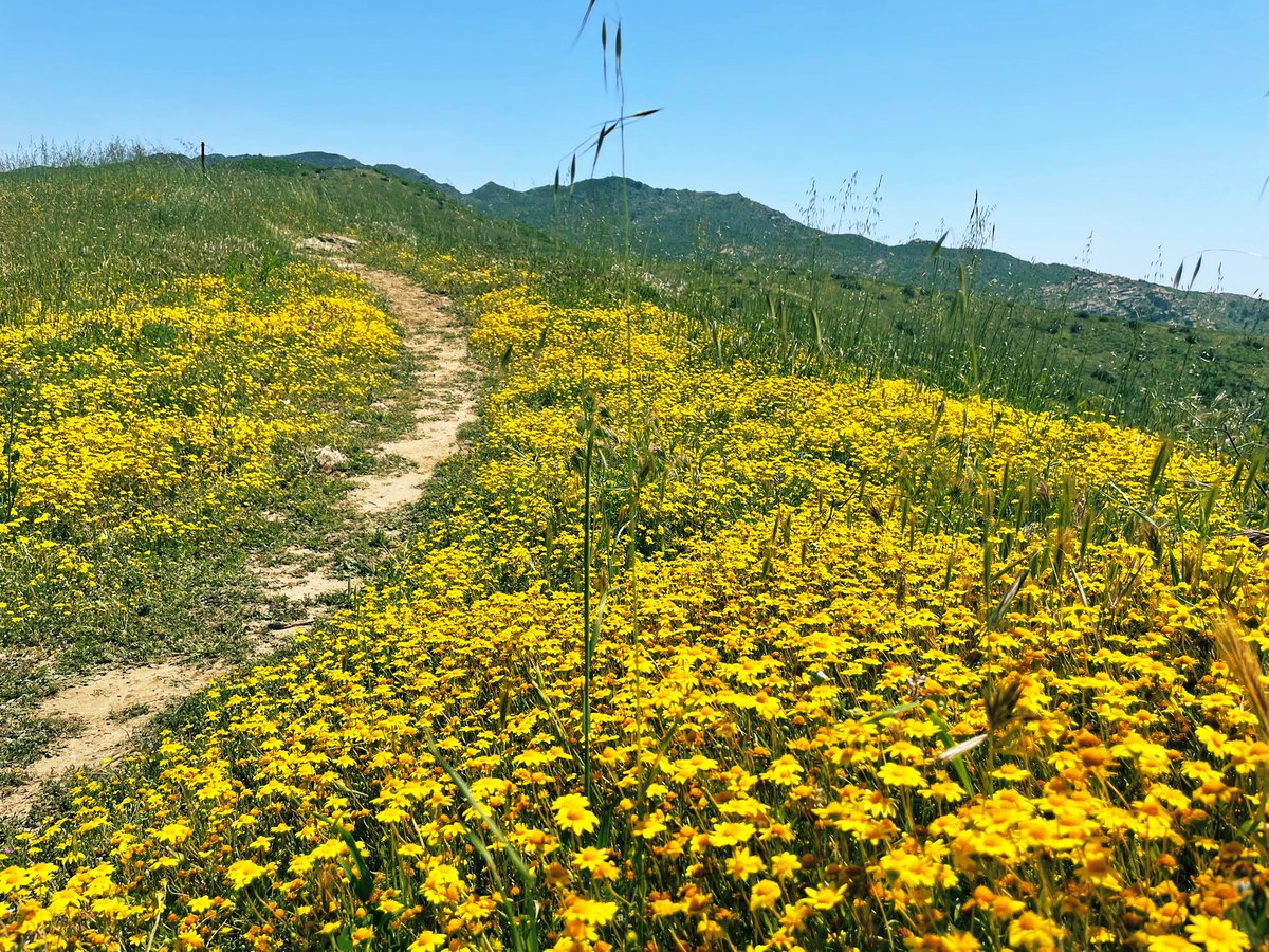 hillypaige2's tweet photo. 5 of 10 in the @COSChallenge  - #Alapay trail in the always wonderful Lang Ranch open space.  Via Autumn Ridge and Sunrise trails.
Beautiful wildflowers and even a new lake, thanks to all the winter rain!
@COSFoundation https://t.co/XIBaDUGcwr