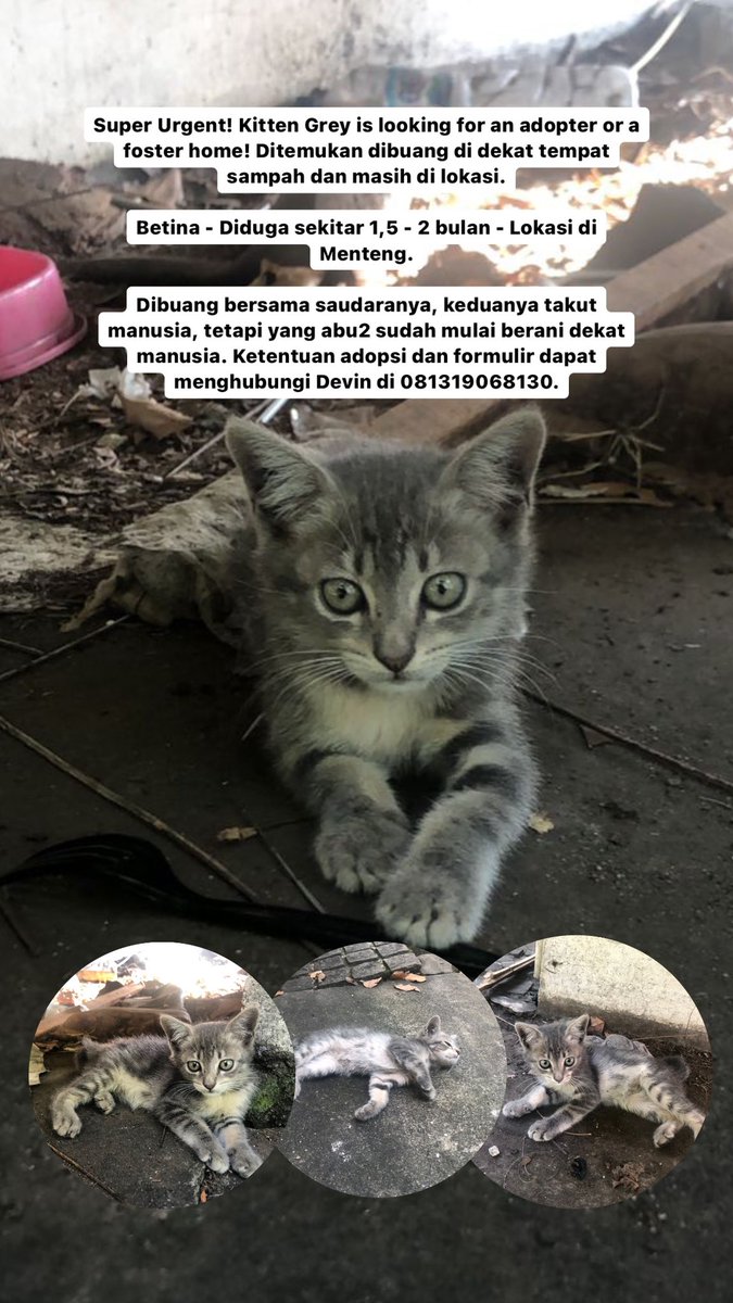 catrescuedotid's tweet photo. ‼️🆘 Please help RT‼️🆘 

Adopter needed for them live a healthier and happier life!

https://t.co/yDghRm5juD

Hub Devin di 081319068130. S&amp;K berlaku. 

#adoptdontshop #spayandneuter https://t.co/K0K7O7bYjM