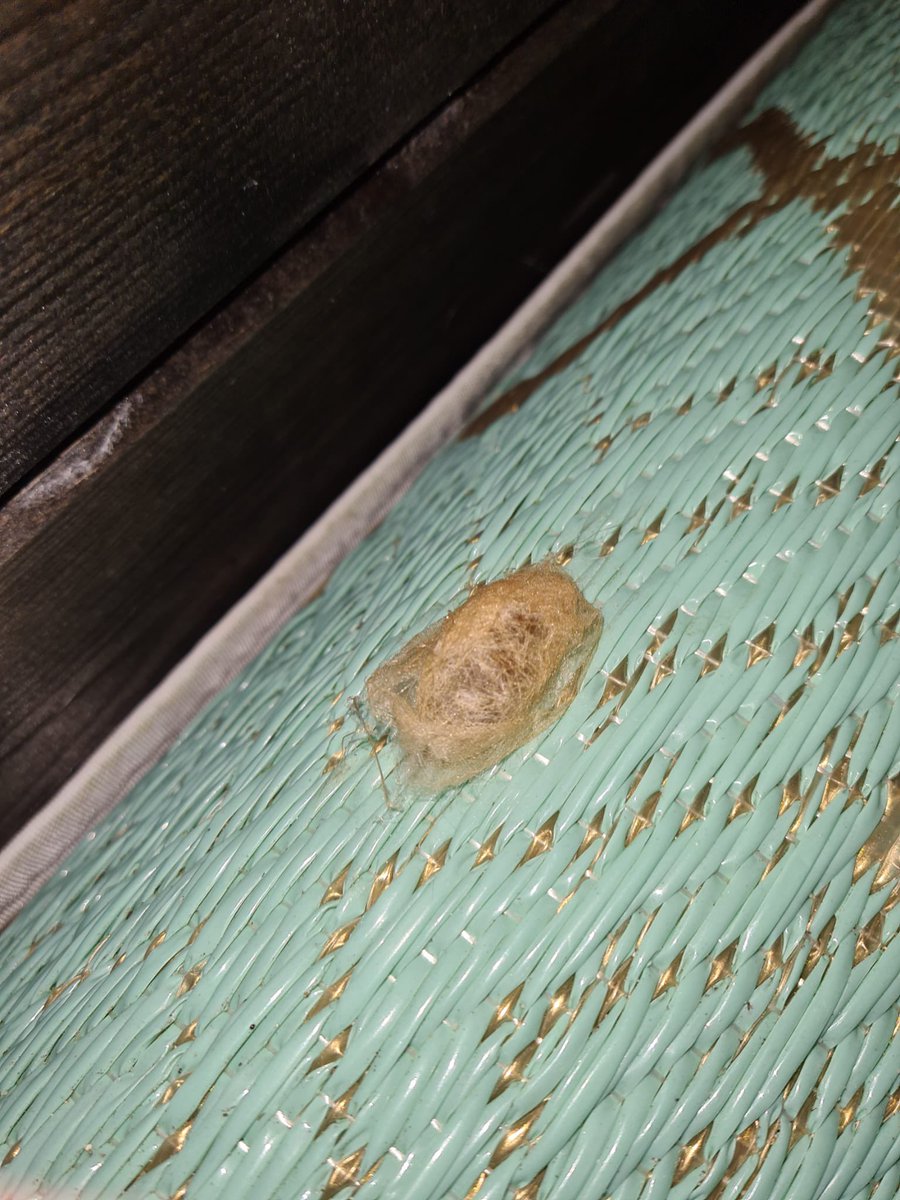 #dtv wie weet welk beestje hier een soort cocon heeft gemaakt?