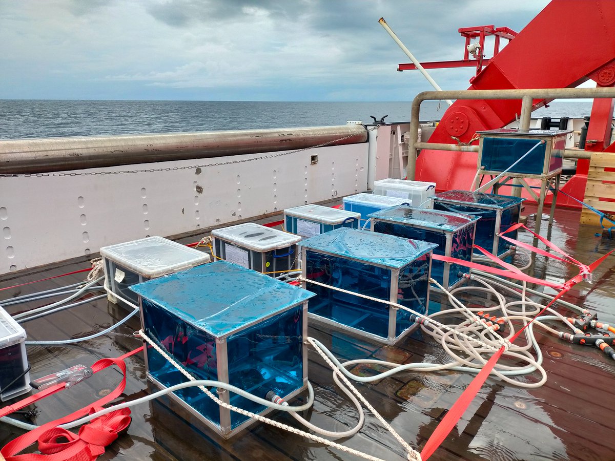 AbbyJiaying's tweet photo. It's such an awesome experience to work on ๐ขSonne research vessel with scientists from multi background. ๐ I am looking forward to the upcoming #OceanAlkalinityEnhancement experiments on deck! #SO298 #Geotrace https://t.co/MYMLTW96yc