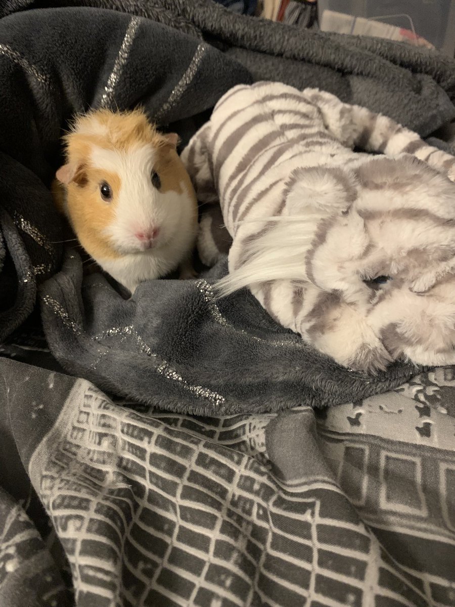 EarperKay4Life's tweet photo. If you see this tweet, quote tweet it with the most recent photo you took of your pet. no cheating. https://t.co/8hDEcO78yT