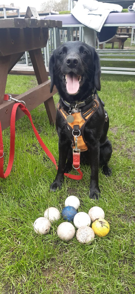 nelstrop2013's tweet photo. Great work from Olive @HMCricket today, helping get the ground ready for the season. Located and removed 9 lacrosse balls from the boundary bushes. @dogsatcricket https://t.co/jte9pCawFl