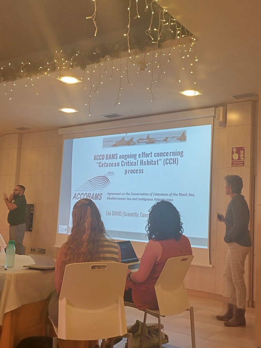 Azores delphis project tweet media