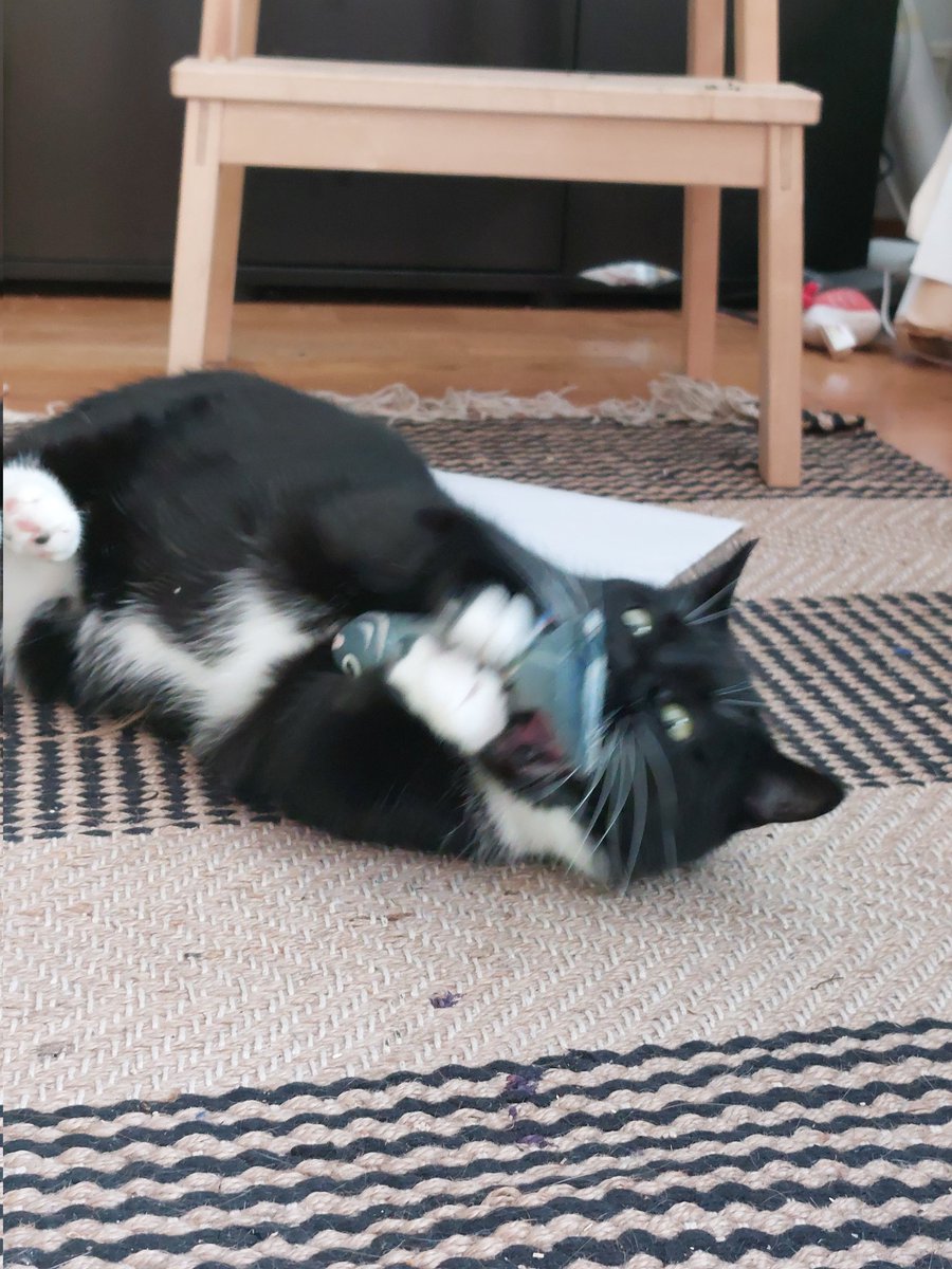villivanukas's tweet photo. If you see this tweet, quote tweet it with the most recent photo you took of your pet. No cheating. https://t.co/4phi3rrjR9