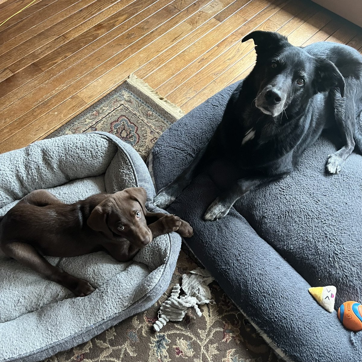 Family bonding. 🐾